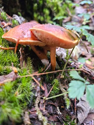 Naturalist Trip - Upper Gold Creek Valley