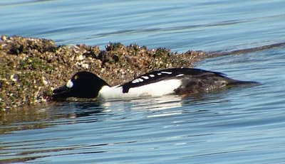 Naturalist Trip - Whidbey Island West Shore