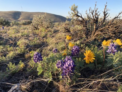 Naturalist Trip - Whiskey Dick Mountain