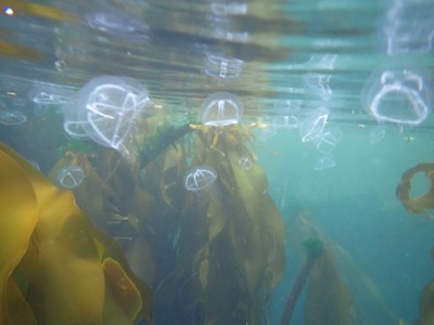 Sea Kayak - Freshwater Bay