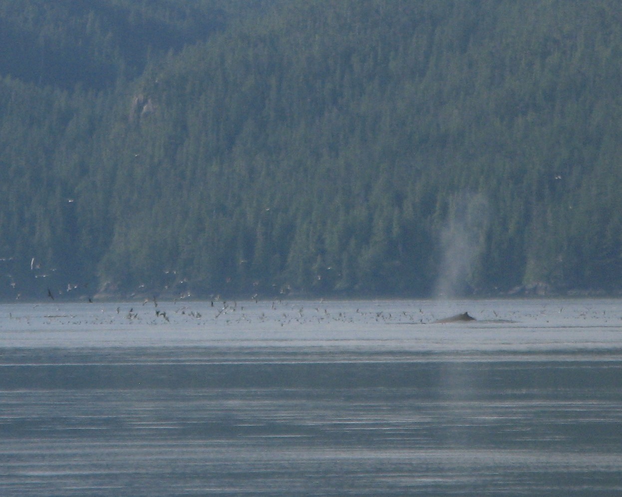 Sea Kayak God's Pocket Marine Park — The Mountaineers