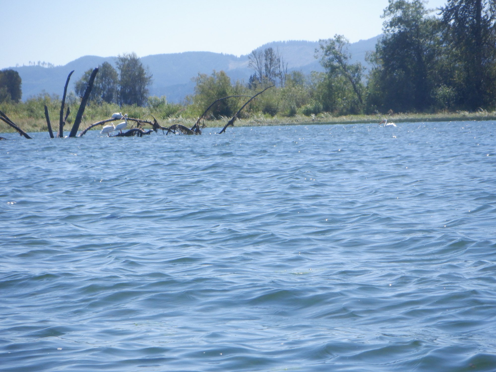Sea Kayak Puget Island from Westport — The Mountaineers