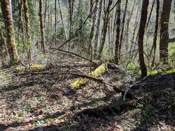 clean up next to campsites.jpg