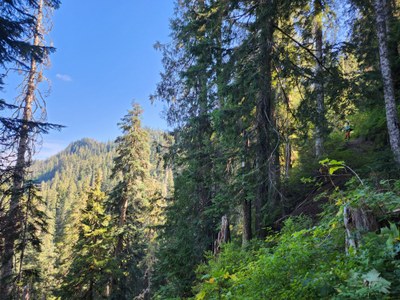 Stewardship - Church Creek–Satsop Lakes