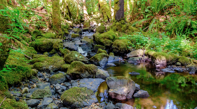 Stewardship - Darlin Creek Preserve (Olympia)