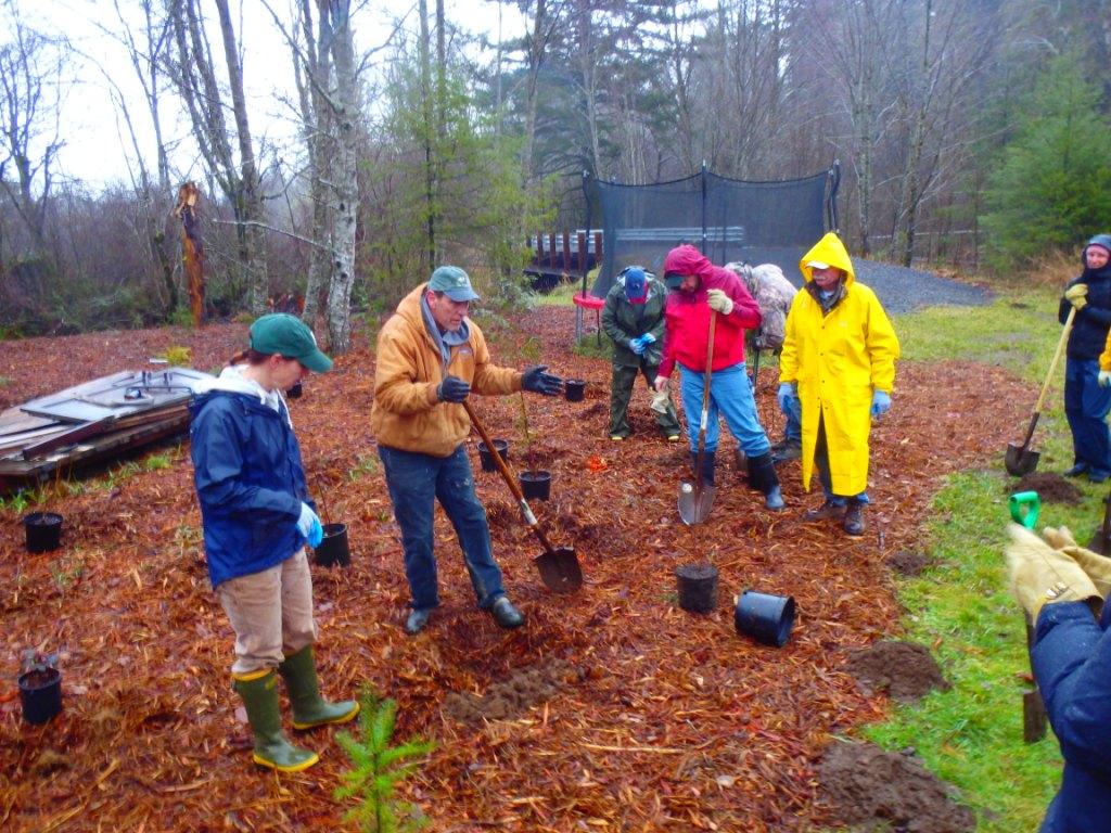 Planting Event on McLane Creek with South Puget Sound Salmon Enhancement 