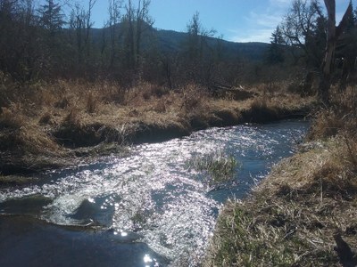Stewardship - Upper Ohop Creek