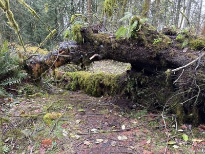 Stewardship - Woodard Bay