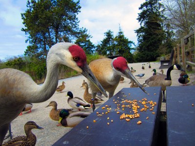 Urban Adventure - George C. Reifel Migratory Bird Sanctuary