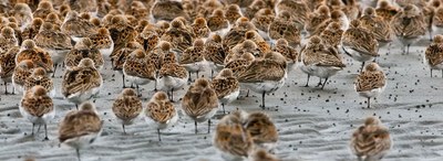 Urban Adventure - Grays Harbor National Wildlife Refuge