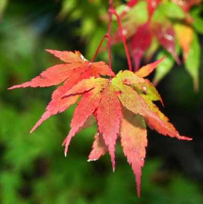 Urban Adventure - Kubota Garden
