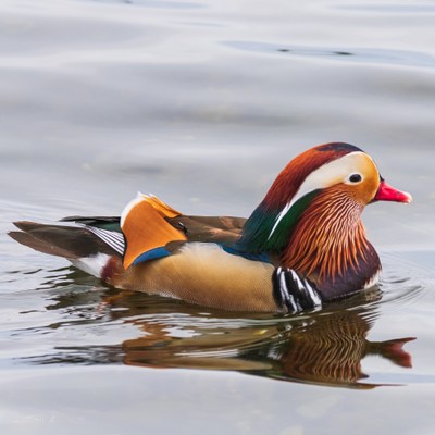 Urban Adventure - Lake Washington: Kirkland Marina