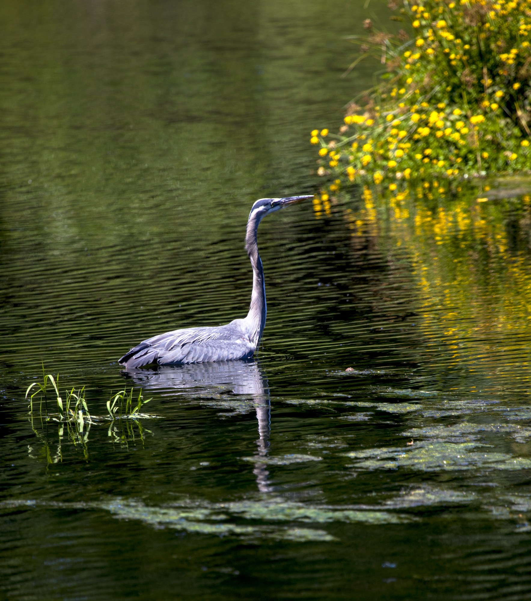 Urban Adventure Meadowbrook Pond and Thornton Creek — The Mountaineers