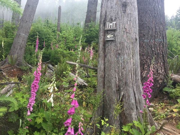 Tiger Mountain Trail sign with wildflowers and mist