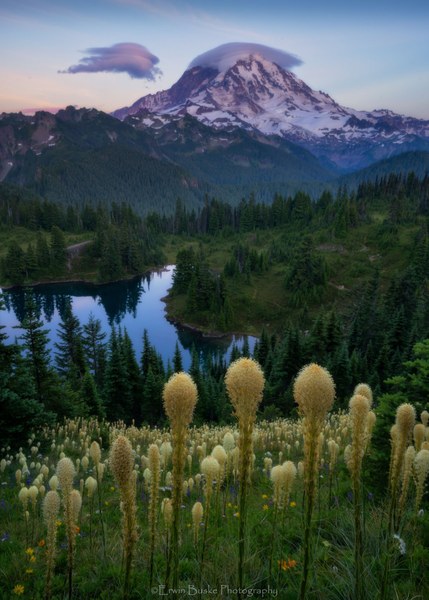 Eunice Bear Grass0301 copy.JPG Eunice Bear Grass0301 copy.JPG