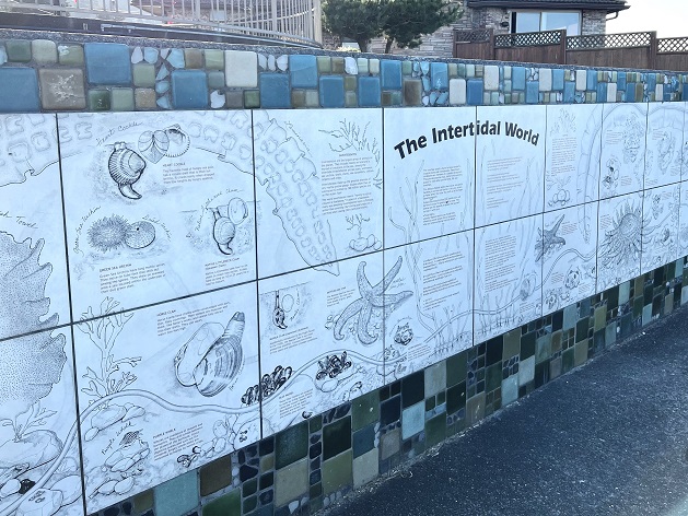 Intertidal Tiles (sm).jpg