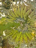 Moonglow anemone(a).jpg