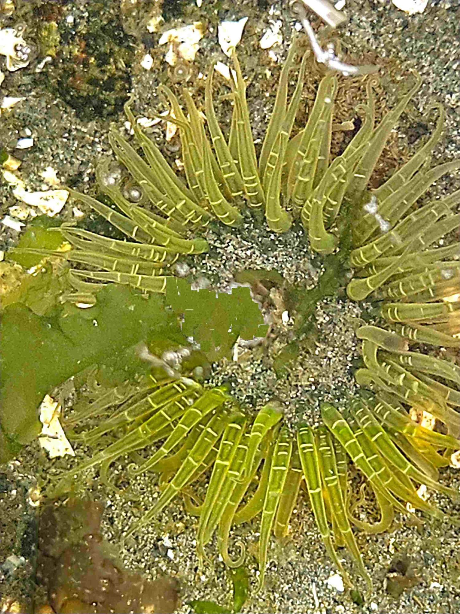 Moonglow anemone(a).jpg