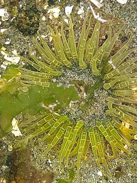 Moonglow anemone(a).jpg