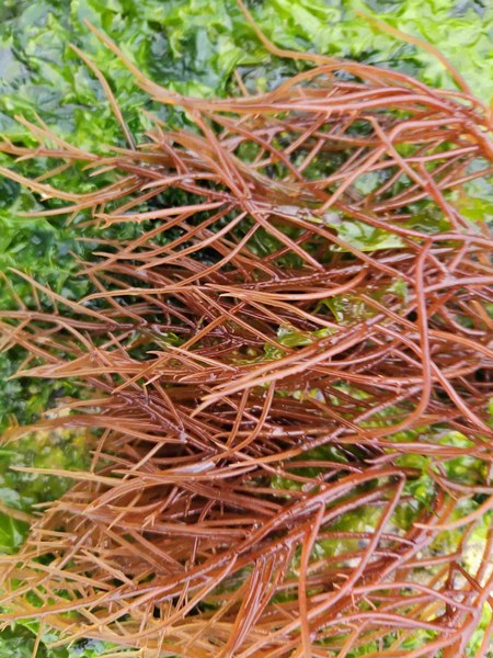 Red sea spagetti.jpg