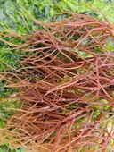 Red sea spagetti.jpg