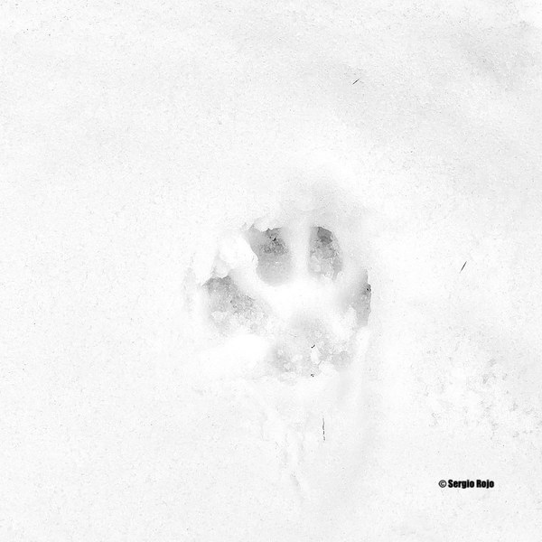 Animal Tracks in Snow.jpg