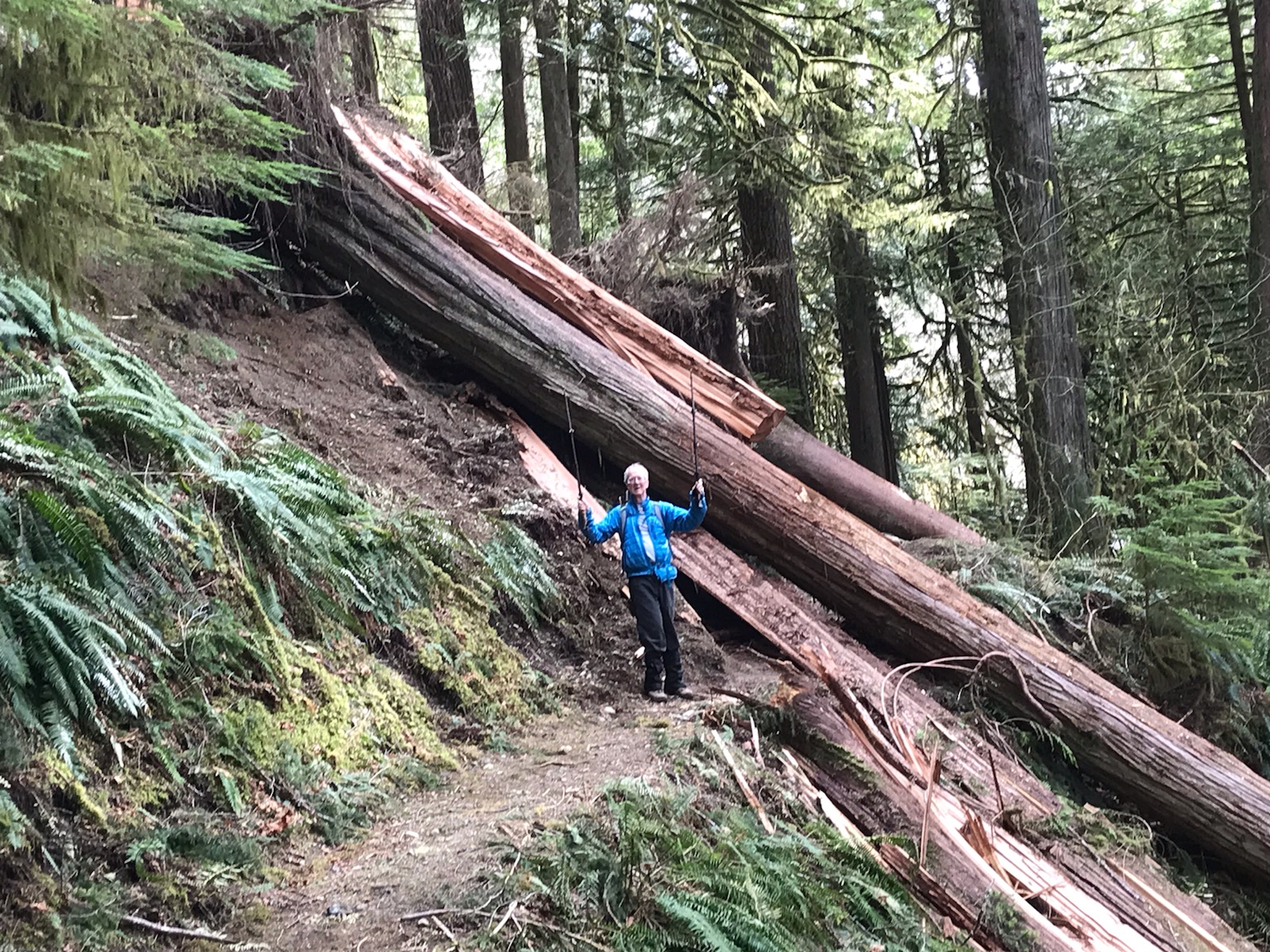 Downed Tree_2570.jpg