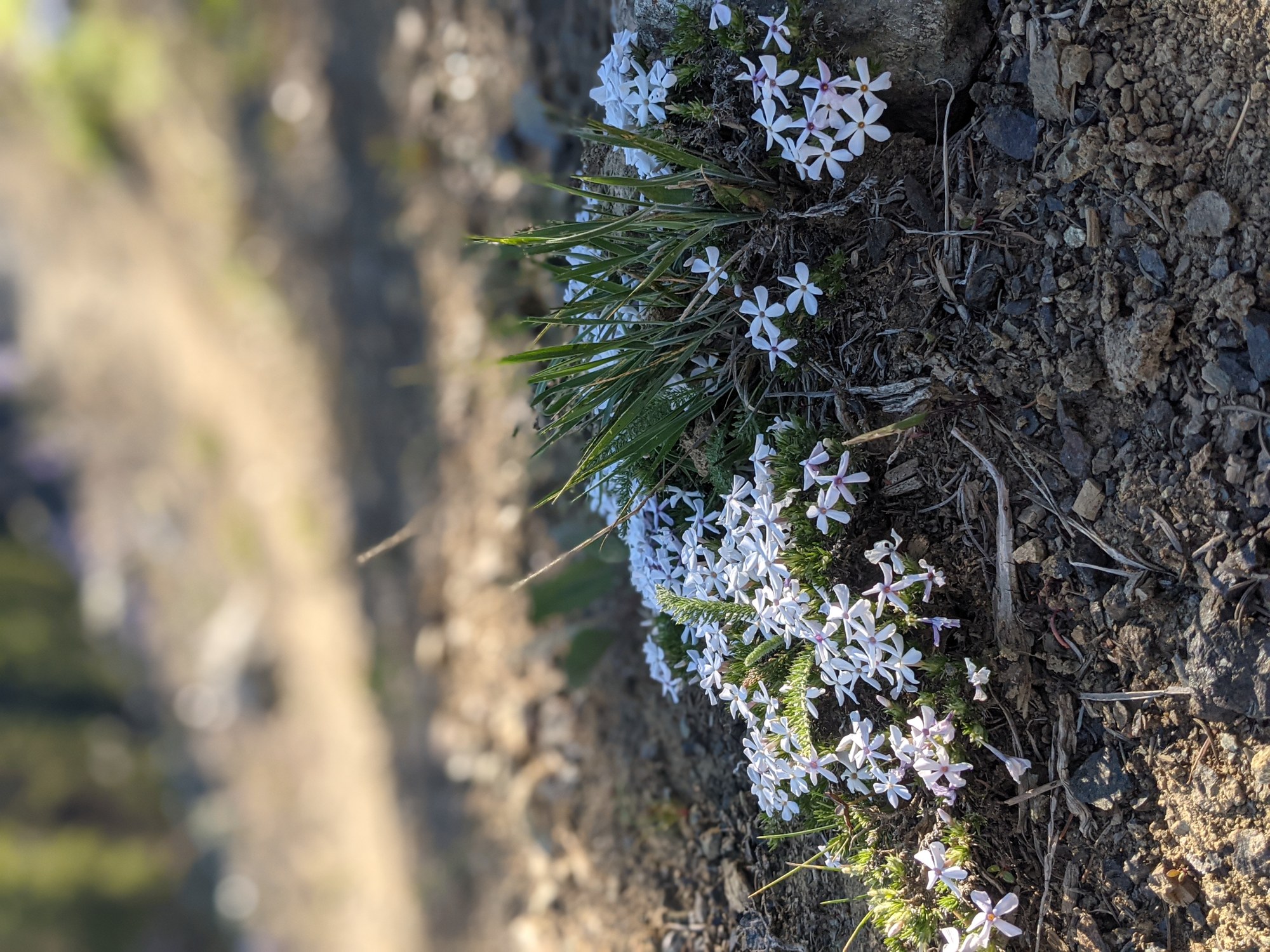 PXL_20210626_002101833.PORTRAIT (1).jpg