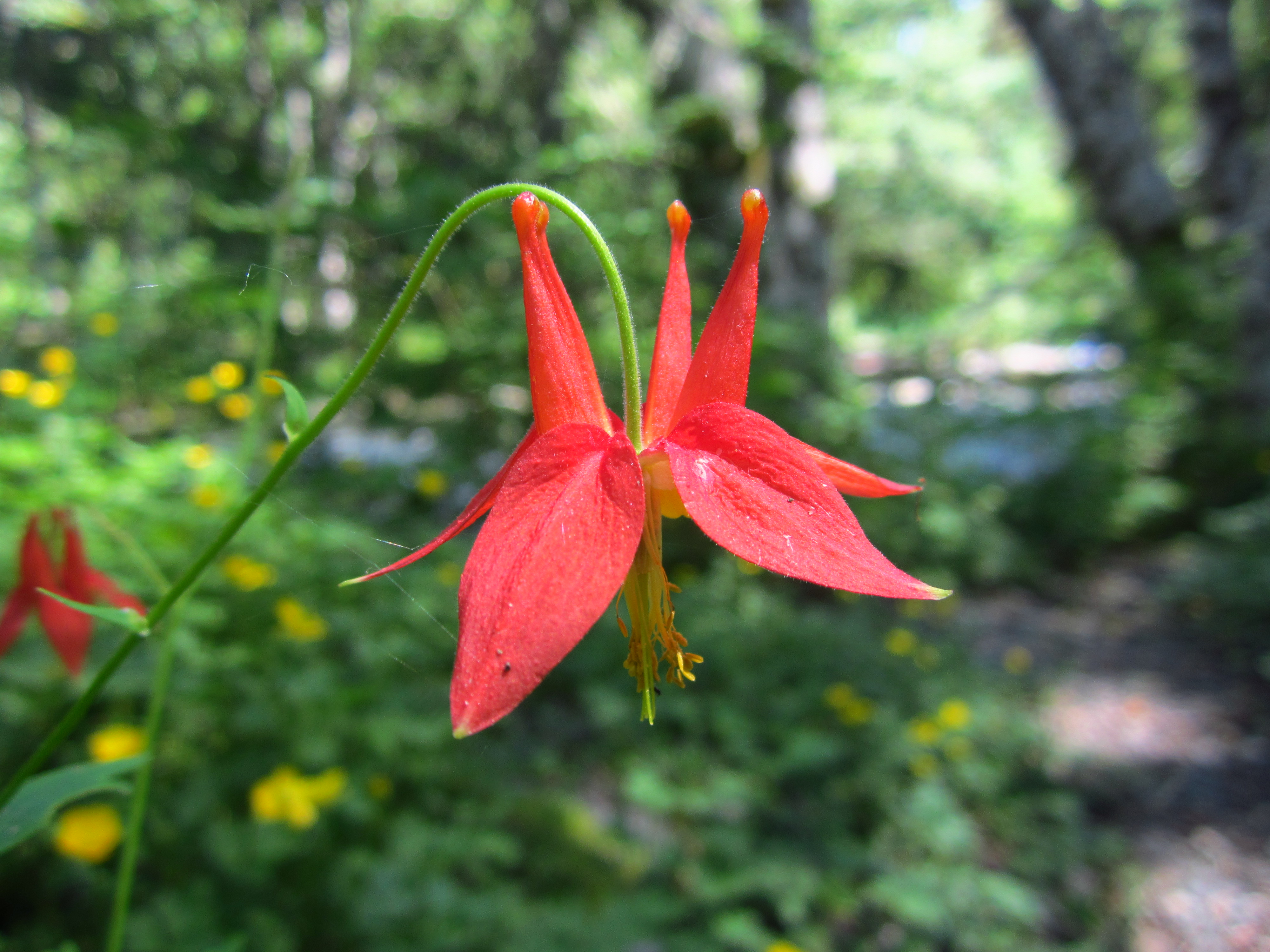 columbine