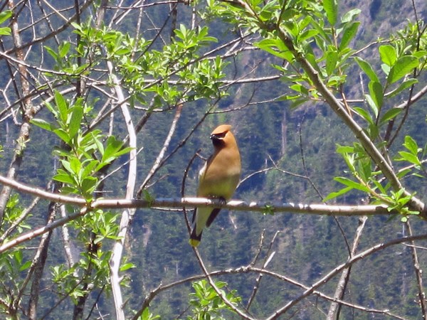 Cedar Waxwing