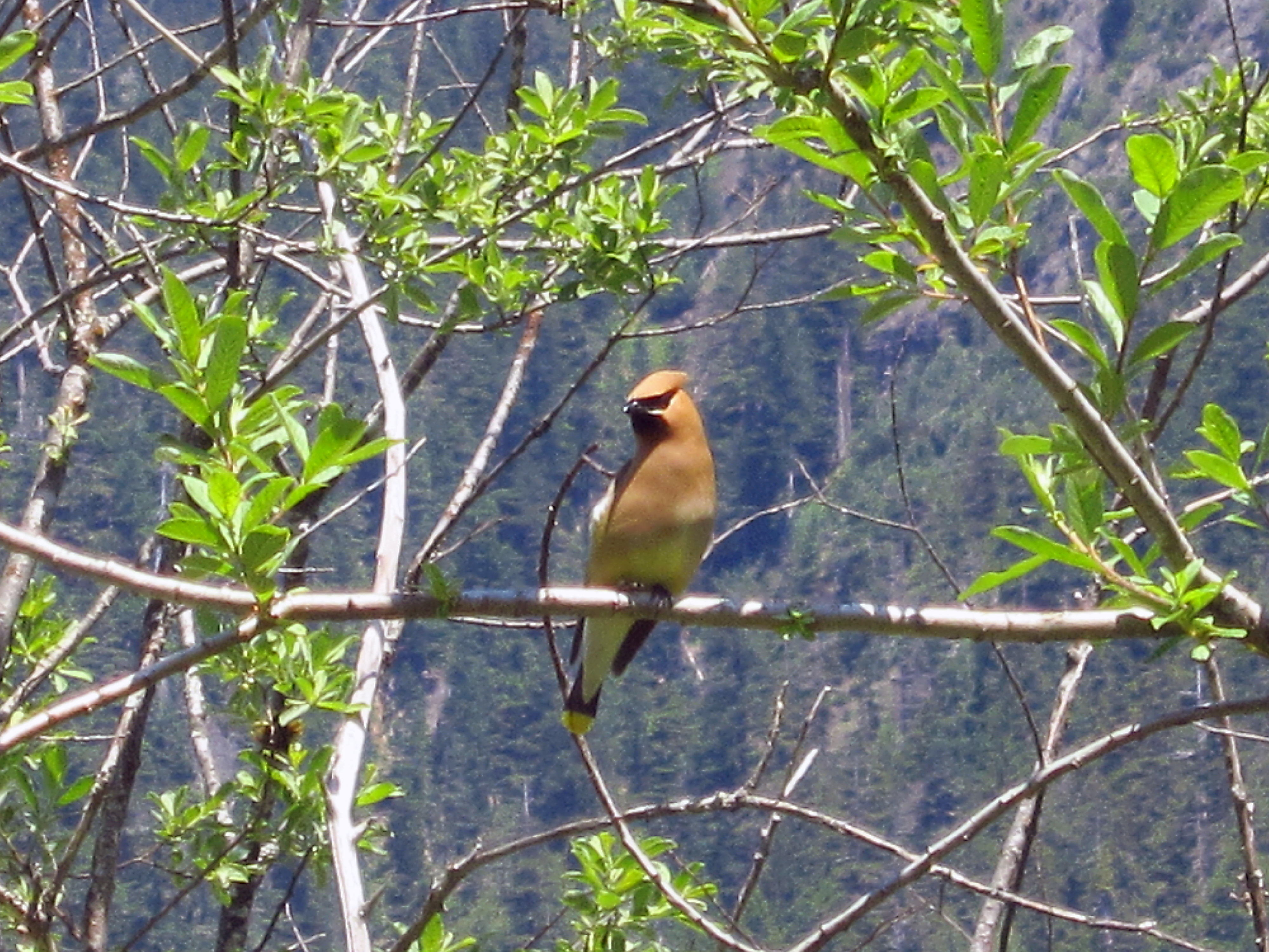 Cedar Waxwing