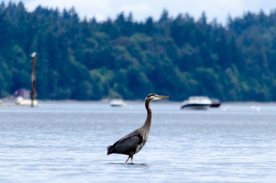 Boston Harbor with heron
