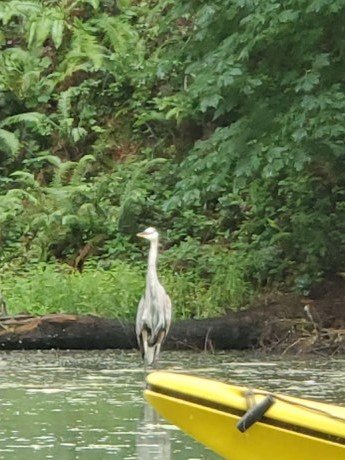 Heron20190717-1.jpg