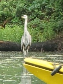 Heron20190717-1.jpg