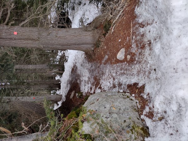 Trail conditions IMG_20240204_145415180_HDR.jpg