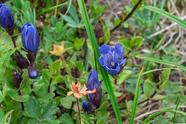 Bog Gentian - Gentiana calycosa--Mount Rainier-3.jpg