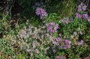 Cascade Asters - Eucephalus ledophyllus-Sourdough Ridge-Mount Rainier-3.jpg