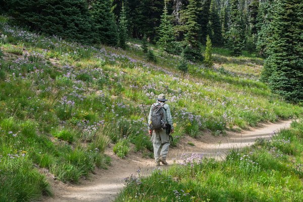 Cascade Asters in Subalpine Meadow with Stewart--Mount Rainier-2.jpg