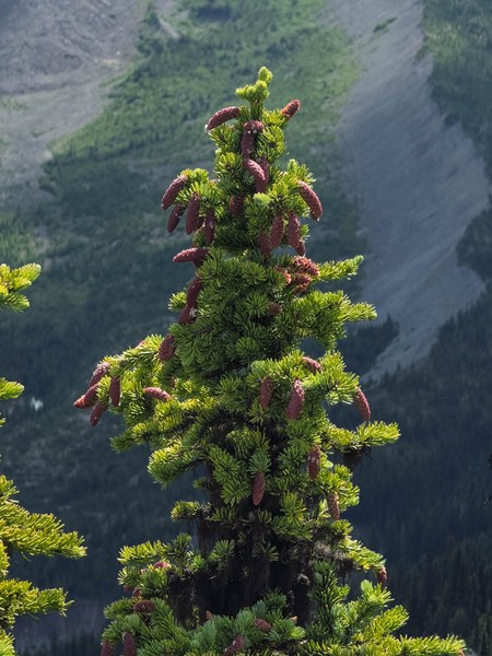 Engelmann Spruce cones - Picea engelmannii--Mt Rainier NP-3387.jpg