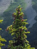 Engelmann Spruce cones - Picea engelmannii--Mt Rainier NP-3387.jpg