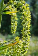 Green False Hellebore - Veratrum viride--Mount Rainier-2.jpg
