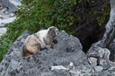 Hoary Marmot--Mount Rainier-3.jpg