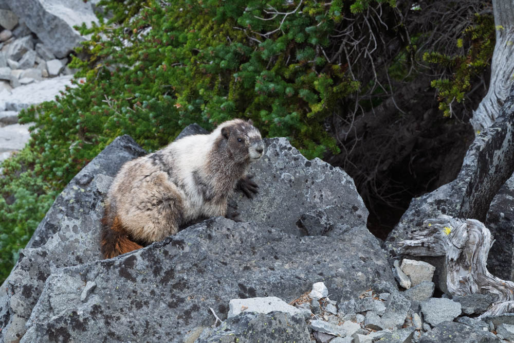 Hoary Marmot--Mount Rainier-3.jpg