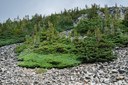 Krummhotz trees--Mt Rainier NP-0117.jpg