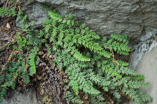 Lace Lip Fern - Cheilanthes gracillima--Mount Rainier-3.jpg