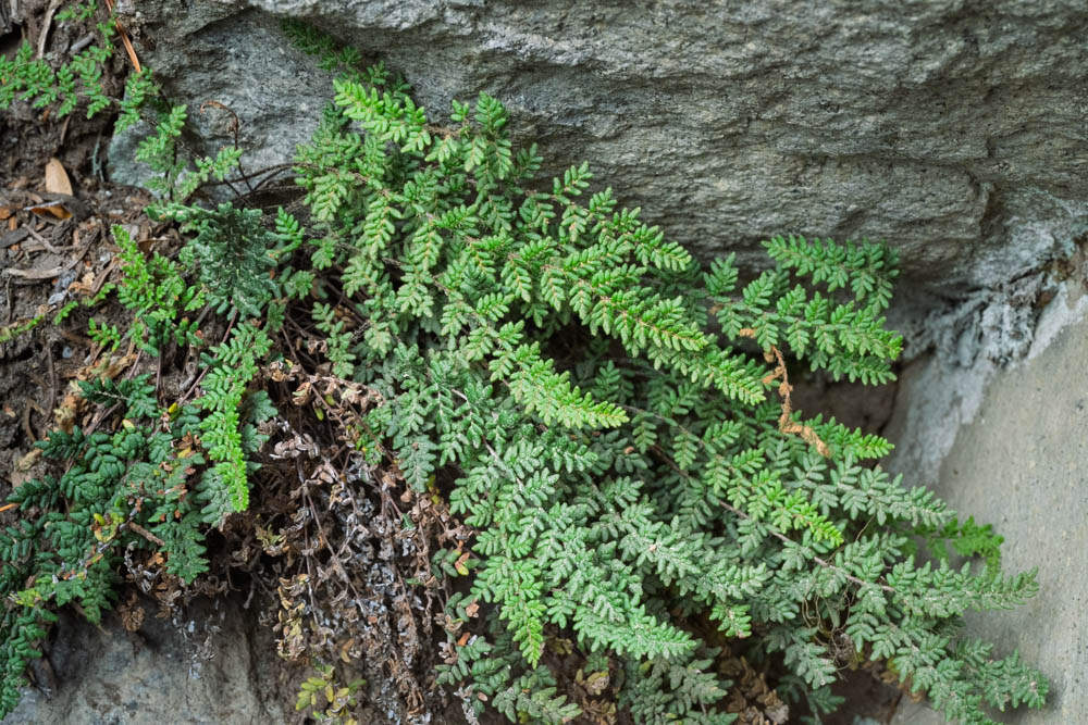 Lace Lip Fern - Cheilanthes gracillima--Mount Rainier-3.jpg