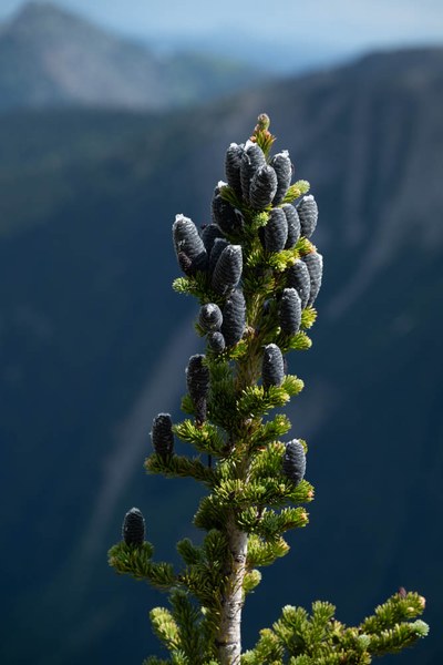 Subalpine fir cones - Abies lasiocarpa--Mt Rainier NP-2.jpg