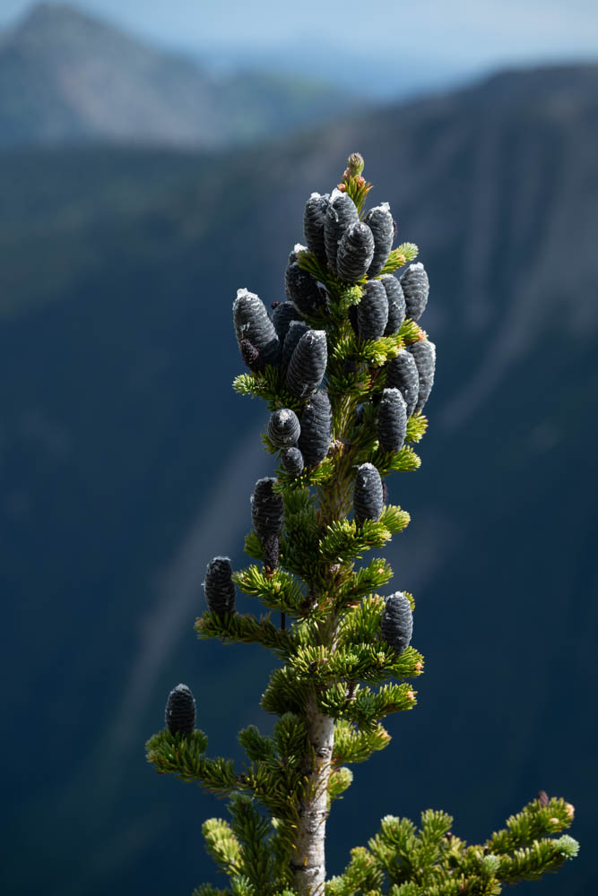 Subalpine fir cones - Abies lasiocarpa--Mt Rainier NP-2.jpg