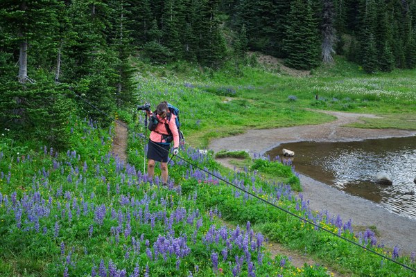 Subalpine lupines by Shadow Lake--Mt Rainier NP-3.jpg