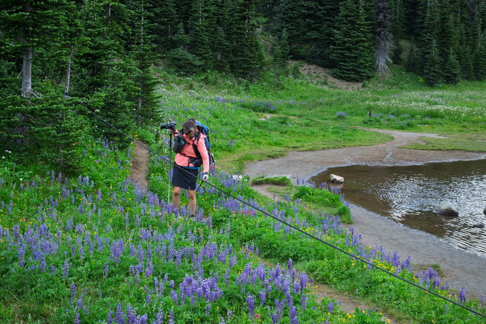 Subalpine lupines by Shadow Lake--Mt Rainier NP-3.jpg
